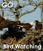 Go Bird Watching in the Texas Hill Country