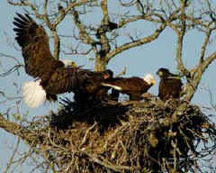 Eagles and eaglets nesting in Llano.