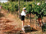 Spicewood Vineyards in Spicewood Texas